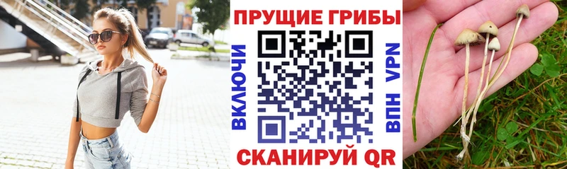 блэк спрут маркетплейс Орёл Псилоцибиновые грибы мицелий